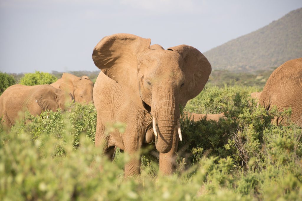 African Elephant