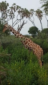 African Safari Giraffe